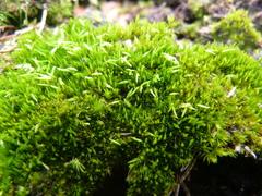 Campylopus flexuosus