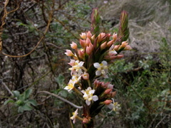 Struthiola salteri