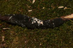 Trichothecium roseum