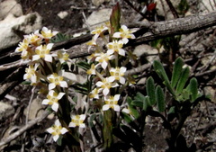 Struthiola salteri