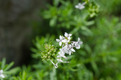 Asperula hirta