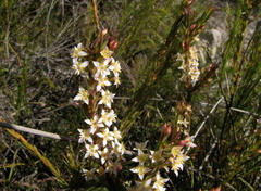 Struthiola salteri