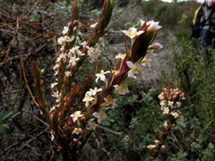 Struthiola salteri