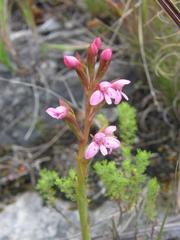Disa vaginata