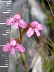 Disa vaginata