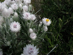 Syncarpha argyropsis