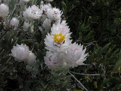 Syncarpha argyropsis