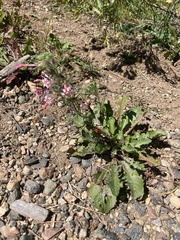 Ipomopsis aggregata attenuata