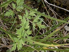 Conioselinum chinense