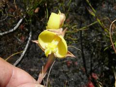 Pterygodium acutifolium