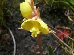 Pterygodium acutifolium