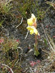 Pterygodium acutifolium