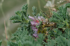 Astragalus sempervirens