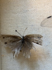Cercyonis oetus