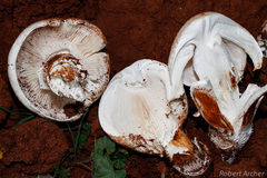 Termitomyces reticulatus