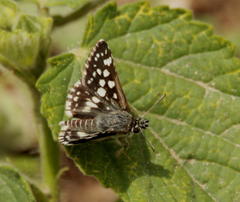 Ernsta colotes transvaaliae