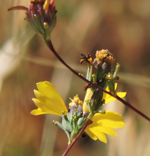 Image of Calycadenia truncata by (c) Alex, some rights reserved (CC BY)
