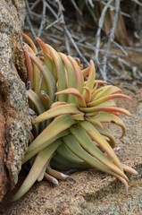 Crassula fusca