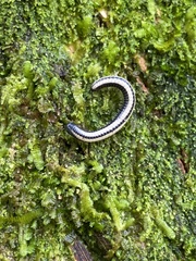 Spirobolellus immigrans