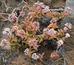 Crassula fusca