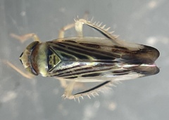 Colladonus mendicus