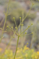 Anginon verticillatum