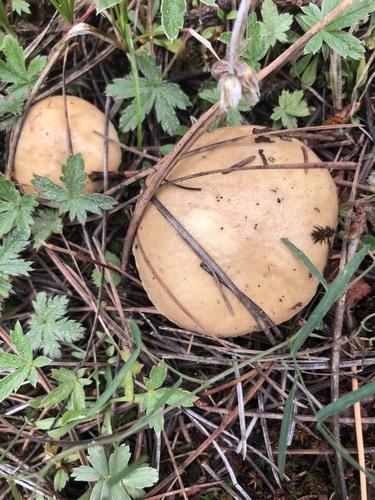 Suillus occidentalis