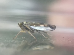 Colladonus mendicus
