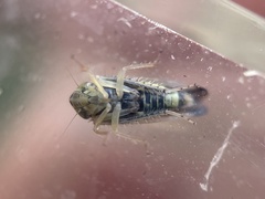 Colladonus mendicus