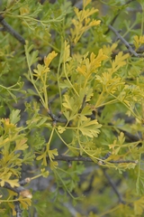 Anginon verticillatum