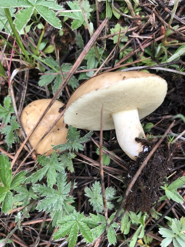 Suillus occidentalis