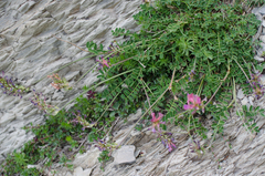 Onobrychis pyrenaica