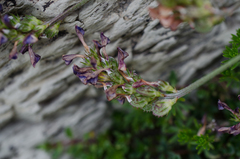 Onobrychis pyrenaica