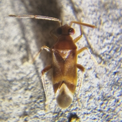 Ceratocapsini