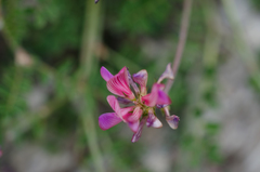 Onobrychis pyrenaica