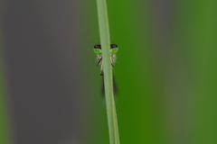 Ischnura genei