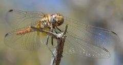 Trithemis pluvialis
