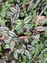 Tradescantia zebrina zebrina