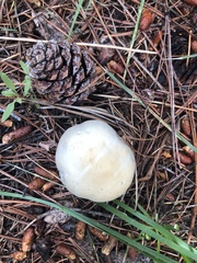 Agaricus didymus