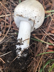 Agaricus didymus