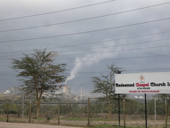 Vachellia xanthophloea