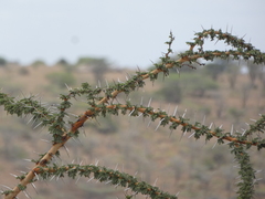 Vachellia seyal