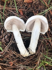 Agaricus didymus