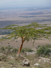 Acacia seyal image