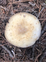Agaricus didymus