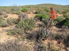 Aloe krapohliana