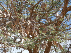 Senegalia senegal