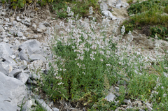 Nepeta nepetella