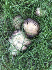 Agaricus didymus