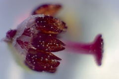 Erica hispidula hispidula